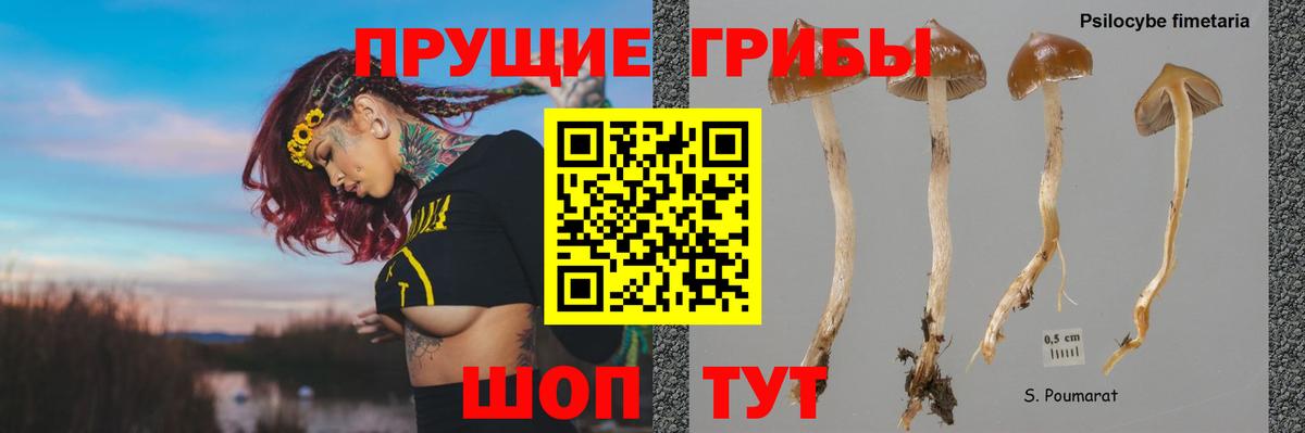 Псилоцибиновые грибы Cubensis Арзамас